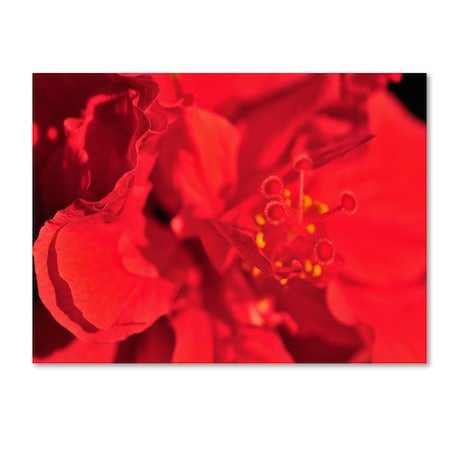 Kurt Shaffer 'Red Red Hibiscus' Canvas Art,30x47